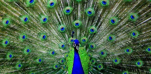 Peacock